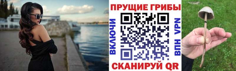 Псилоцибиновые грибы мицелий  Судак 